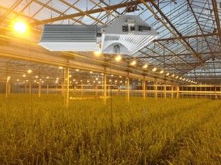 Đèn tăng trưởng trong nhà 155lm / w 160000lm, Đèn phát triển 1000W HPS