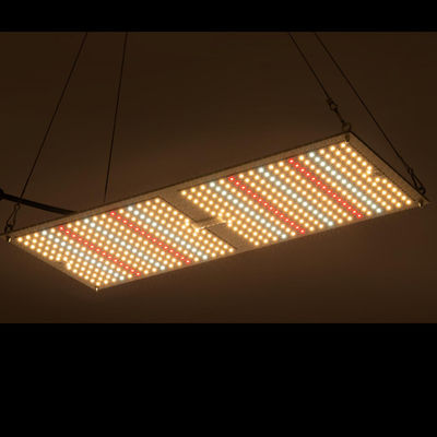 Rikolite 200w Cây thuốc Hệ thống trồng trọt trong nhà Hệ thống trồng trọt thủy canh Bảng lượng tử
